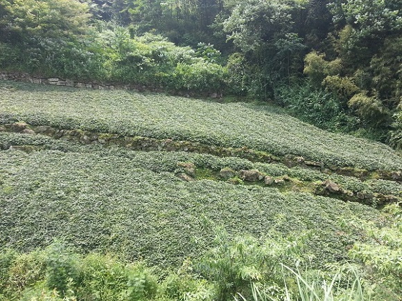 四川省源地中(zhōng)藥材種植有限責任公司種植基地