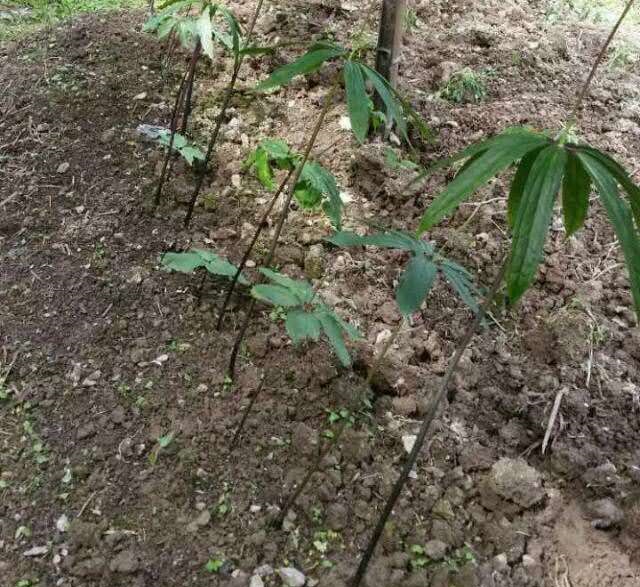 四川重樓種植基地