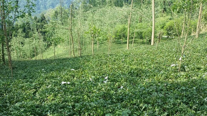 四川黃連種植基地