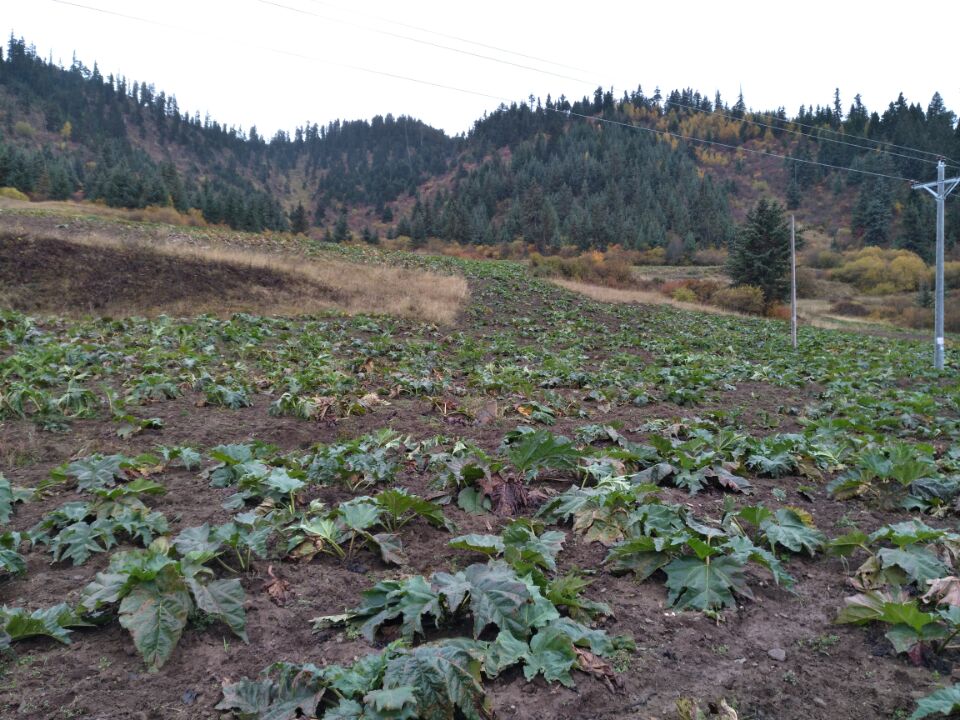 四川大(dà)黃種植基地