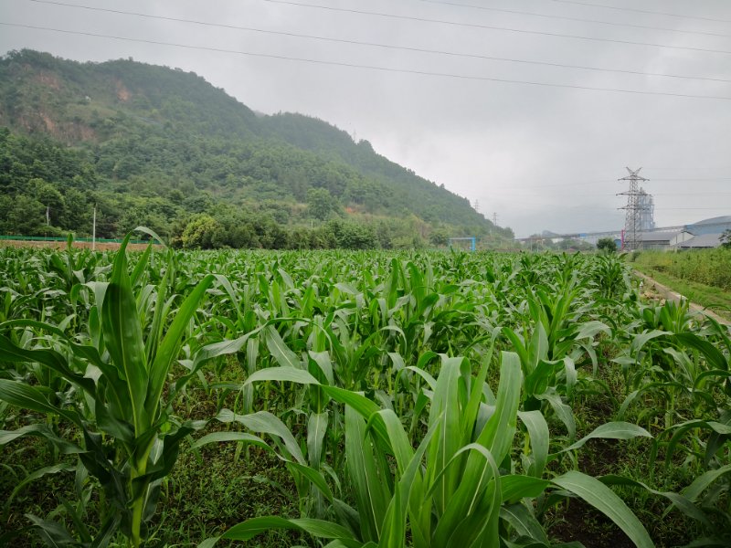 四川麥冬種植地