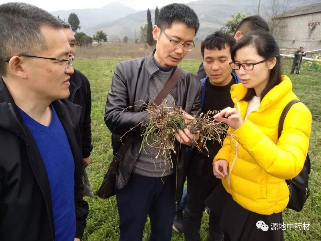 感謝四川省中(zhōng)醫藥科學院..莅臨我(wǒ)公司指導有機川麥冬種植