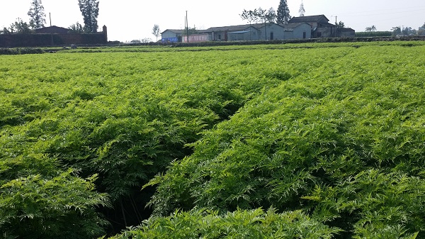 四川川芎種植