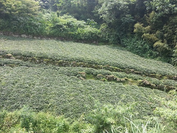 四川黃連基地